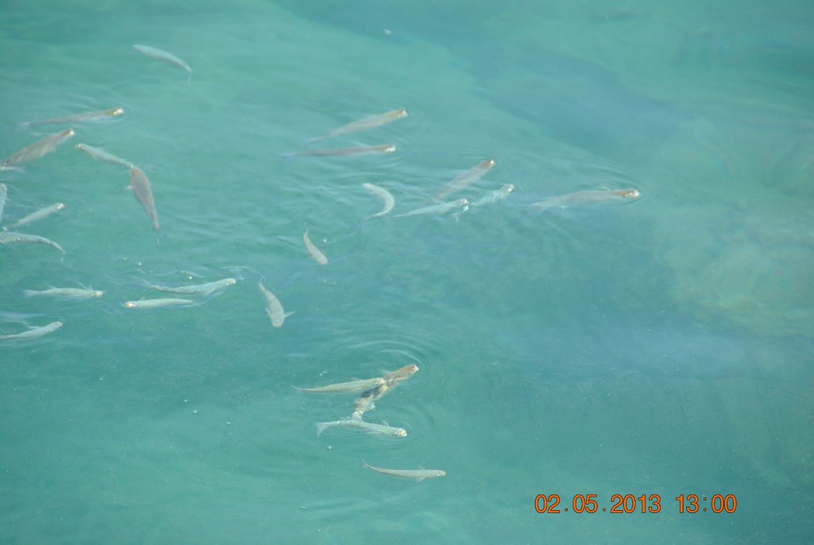 imagini hotel WATERPLANET DELUXE AQUAPARK ALANYA